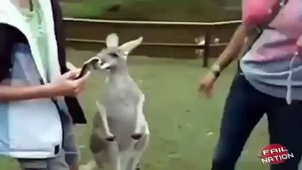 Snake Bites Model’s Breast  , animal attacks. monkey attack