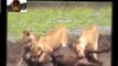 LION EATING TESTIS - Lion Eating Antelope Testis When It\'s Alive- Animal attack