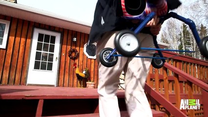 Husky Puppy Walks for the First Time With Special Wheels