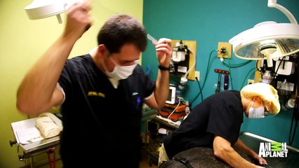 Otis the Pig Gets a Pedicure