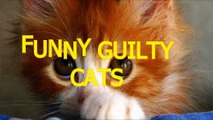 Cute cats feel guilty - Funny guilty cat compilation  -2016