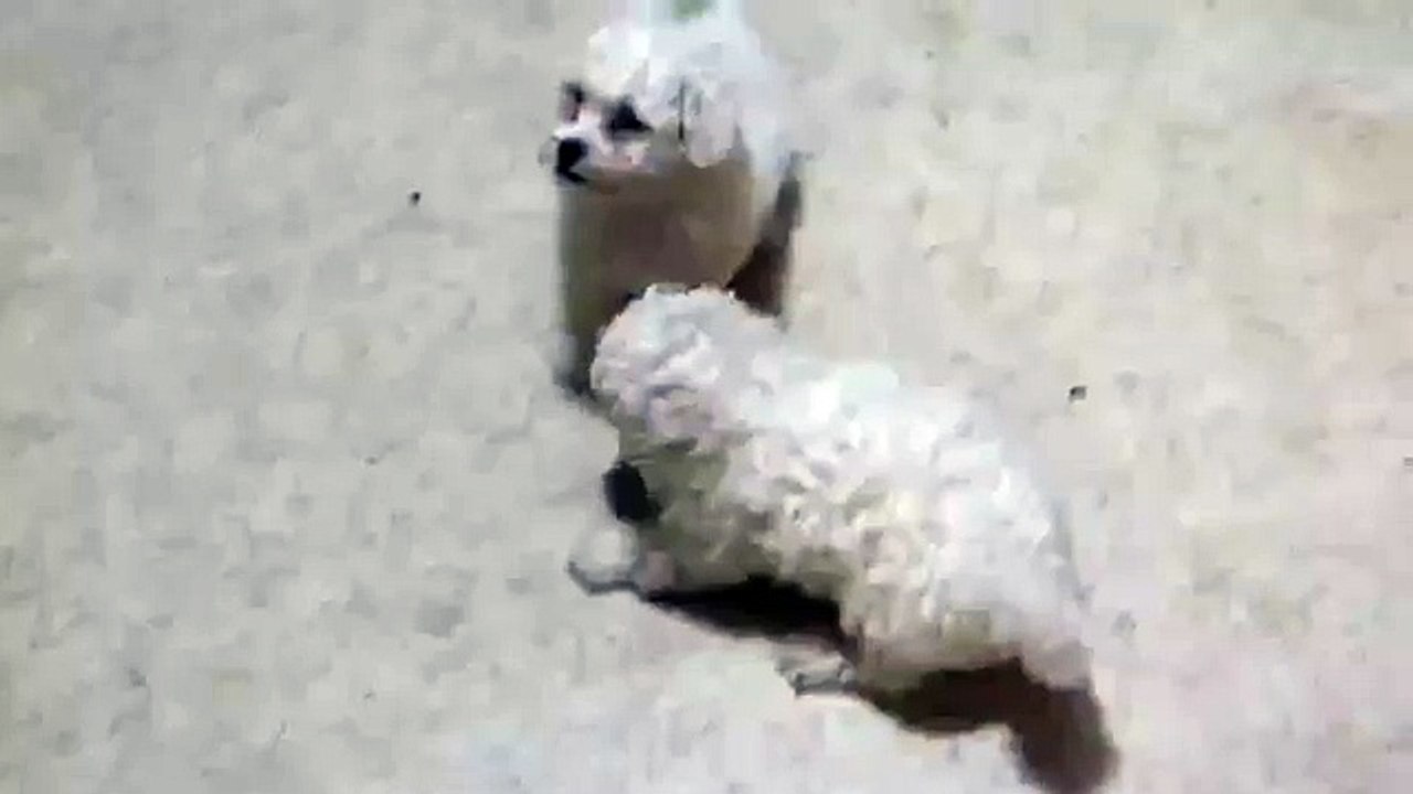 Bichon Frise Puppies For Sale