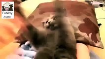 Funny Cat Very Angry(amazing video)