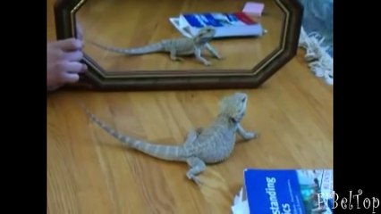 Смешное видео про животных 2015