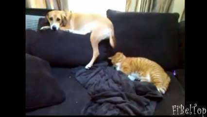 Смешное видео про животных. Подборка 2014 - 2015