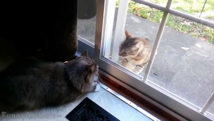 Funny Cats Fighting Through Glass Compilation