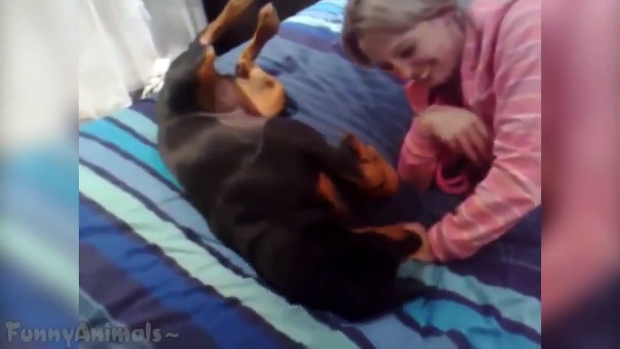 Funny Doberman Compilation