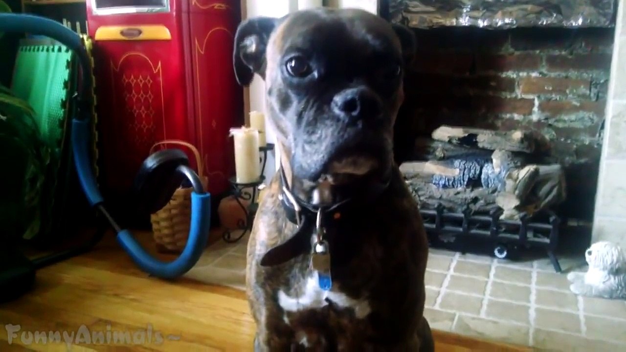 Funny Dogs and Cats Compilation 2015