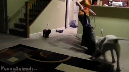 Funny Dogs vs Vacuum Cleaner Compilation