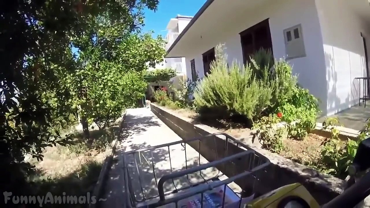 Funny Dogs Video Compilation 2015