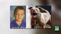 Pit bull attack: Vicious dog kills 7-year-old boy in North Carolina - TomoNews