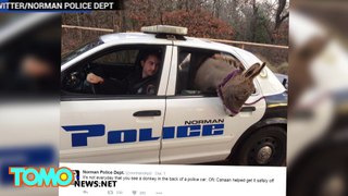 Oklahoma Police Officer Lets Lost Donkey Hitch A Ride In His Car - Newsy