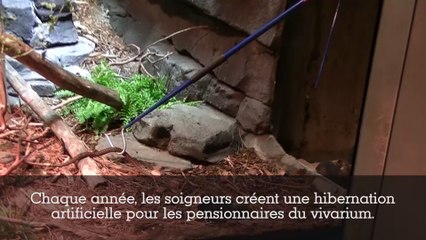 L'hibernation des animaux au Parc Zoologique de Paris