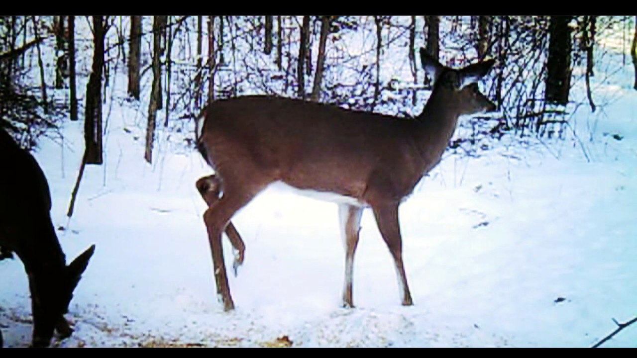 Deer hunting in the snow