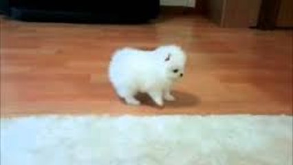 Cute White pomeranian Puppy Playing - Watching a Puppy Grow