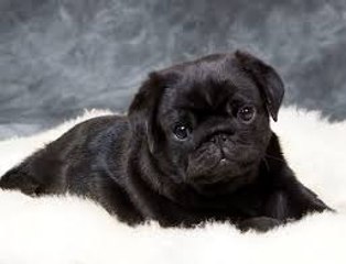 Cute Black Pug Puppy