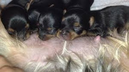 Five Cute Puppies Drinking Milk