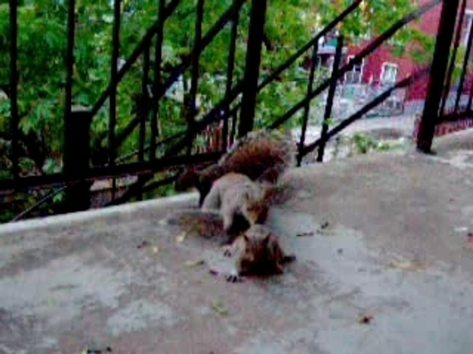 Intrus sur le balcon