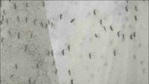 Brazil uses genetically modified mosquitoes to fight dengue, zika