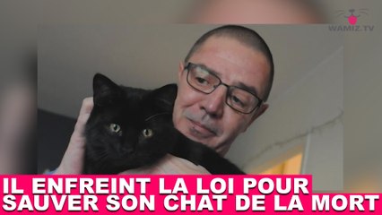 Il enfreint la loi pour sauver son chat de la mort ! À suivre dans la minute chat #112
