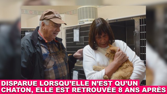 Disparue lorsqu'elle n'est qu'un chaton, elle est retrouvée 8 ans après ! Plus d'infos dans la minute chat #113