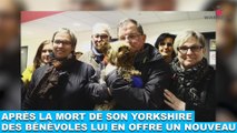 Après la mort de son yorkshire, des bénévoles lui en offre un nouveau ! L'histoire dans la minute chien #112