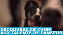 Découvrez ce chien aux talents de danseur ! Tout de suite dans la minute chien #113