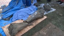 10,000-Year-Old Mammoth Bones Discovered at Oregon State University