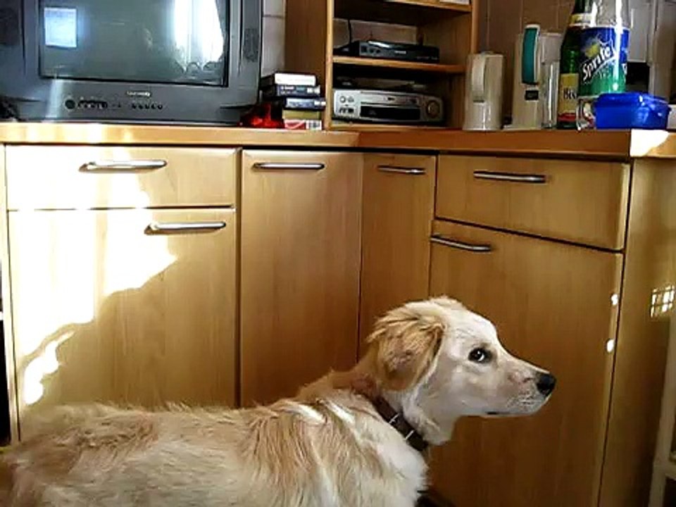 Clickertraining mit Kalle   Tür zu