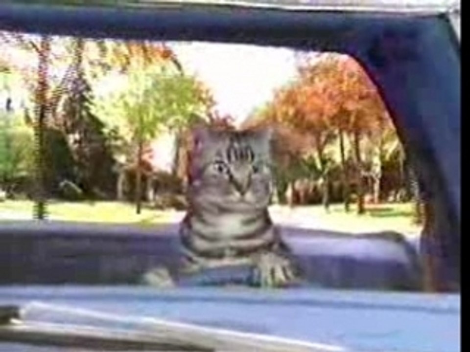 Tounces driving