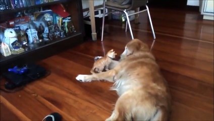 Мы с тобой одной крови) КАКАЯ МИЛОТА.... ММММ...