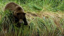 The Land of the Giant Bears, The End of the Road   Nature - Planet Doc Full Documentaries