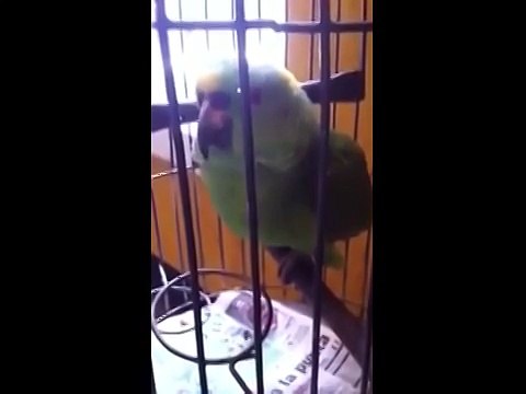 Как чирикает попугай, после того, как дома появился ребенок