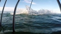 Büyük Beyaz Köpek Balığı Kafese Saldırıyor