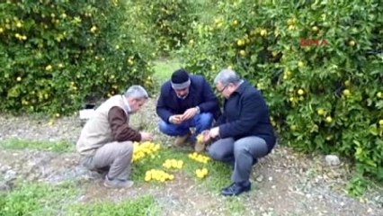 Erdemli'de Narenciye Bahçeleri Dondu