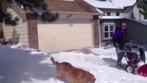 Собака рада первому снегу!!! Смотрите видео
