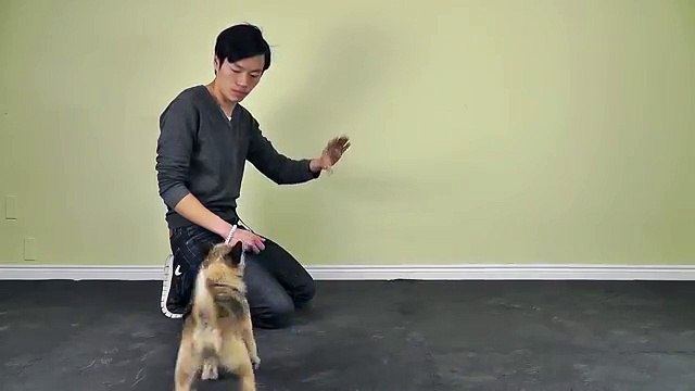 How To Teach Your Dog To Stop Barking