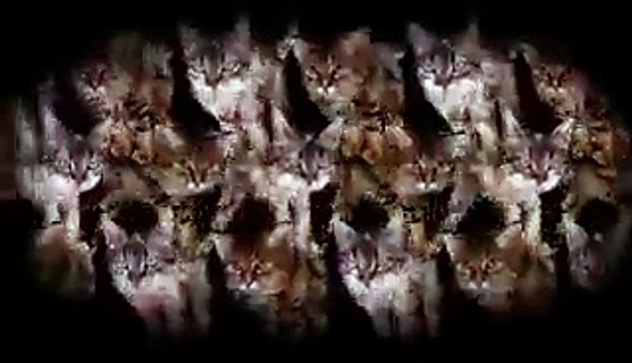 Run The Jewels - Meowpurrdy feat. Lil Bub, Maceo, Delonte (Official Music Video) -