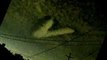 GOT IT!! UFO Sightings TR3B SHOCKS Orange County CA 2015 Eyewitness Evidence Watch This!