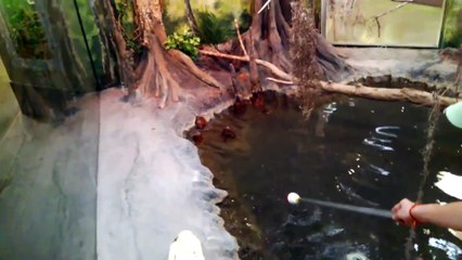 A Reptile Keeper Through Google Glass