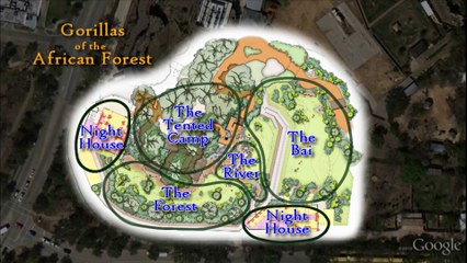 About Gorillas of the African Forest