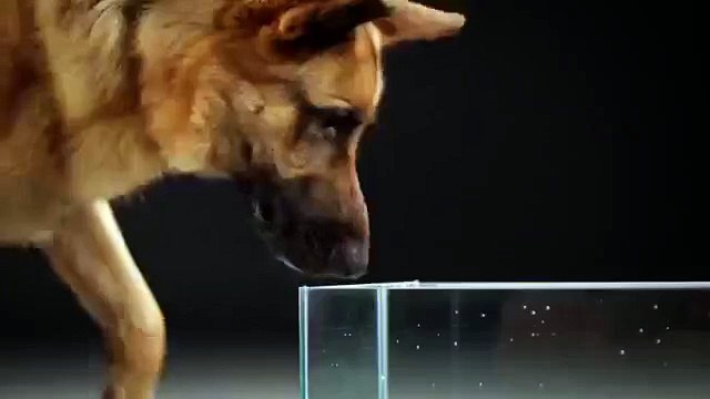 как собаки пьют воду