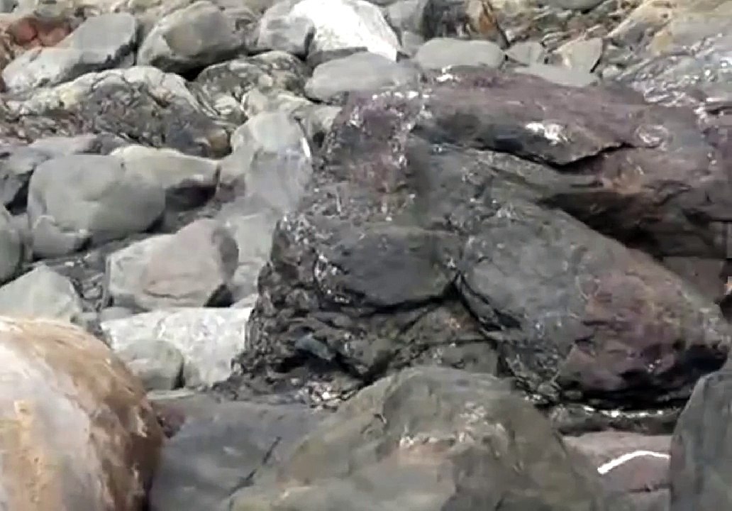 Penguin thinks Seal is a Rock