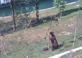 Momma Bear rescues Baby Bear from Tree