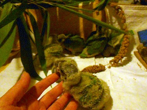 les bébés youyou du sénégal EAM