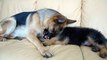 German Shepherd and Puppy Playing On Couch