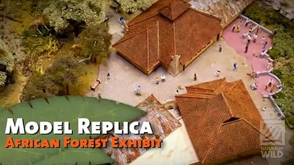 African Forest - Houston Zoo Director Rick Barongi