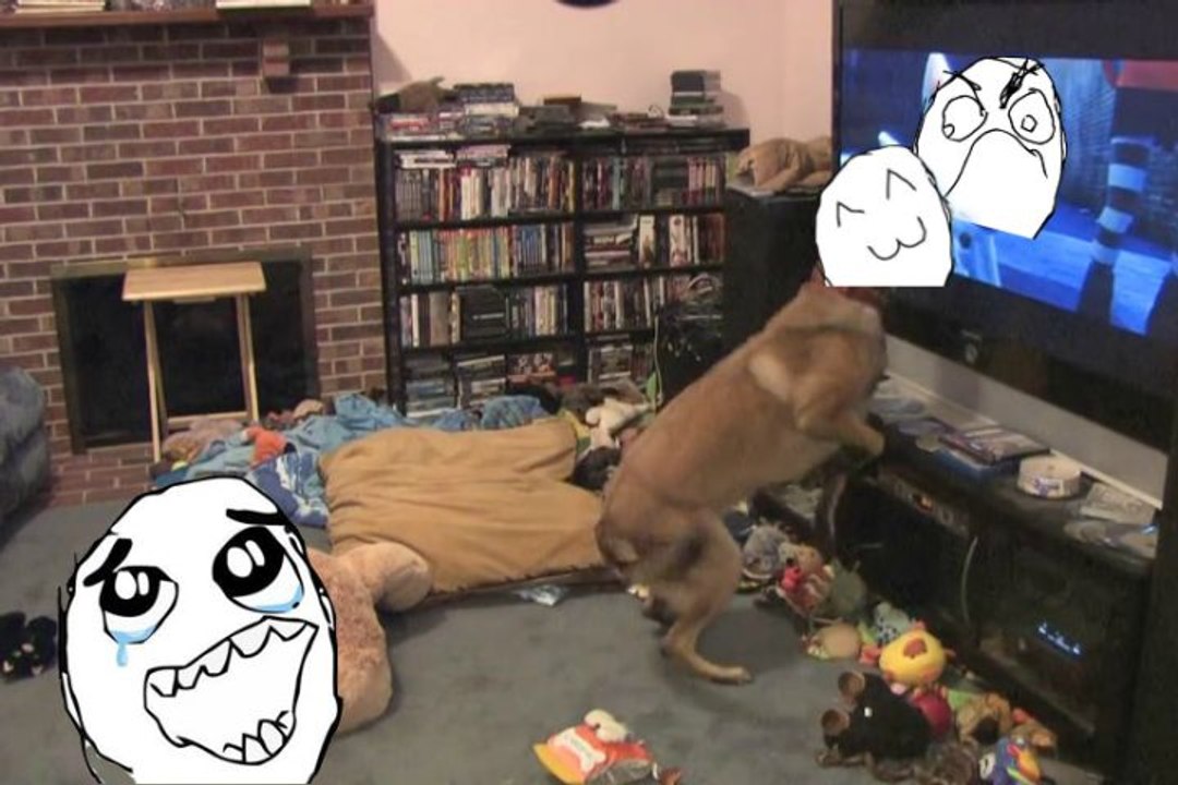Movie-fanatic doge gets super excited watching disney's "bolt" on tv