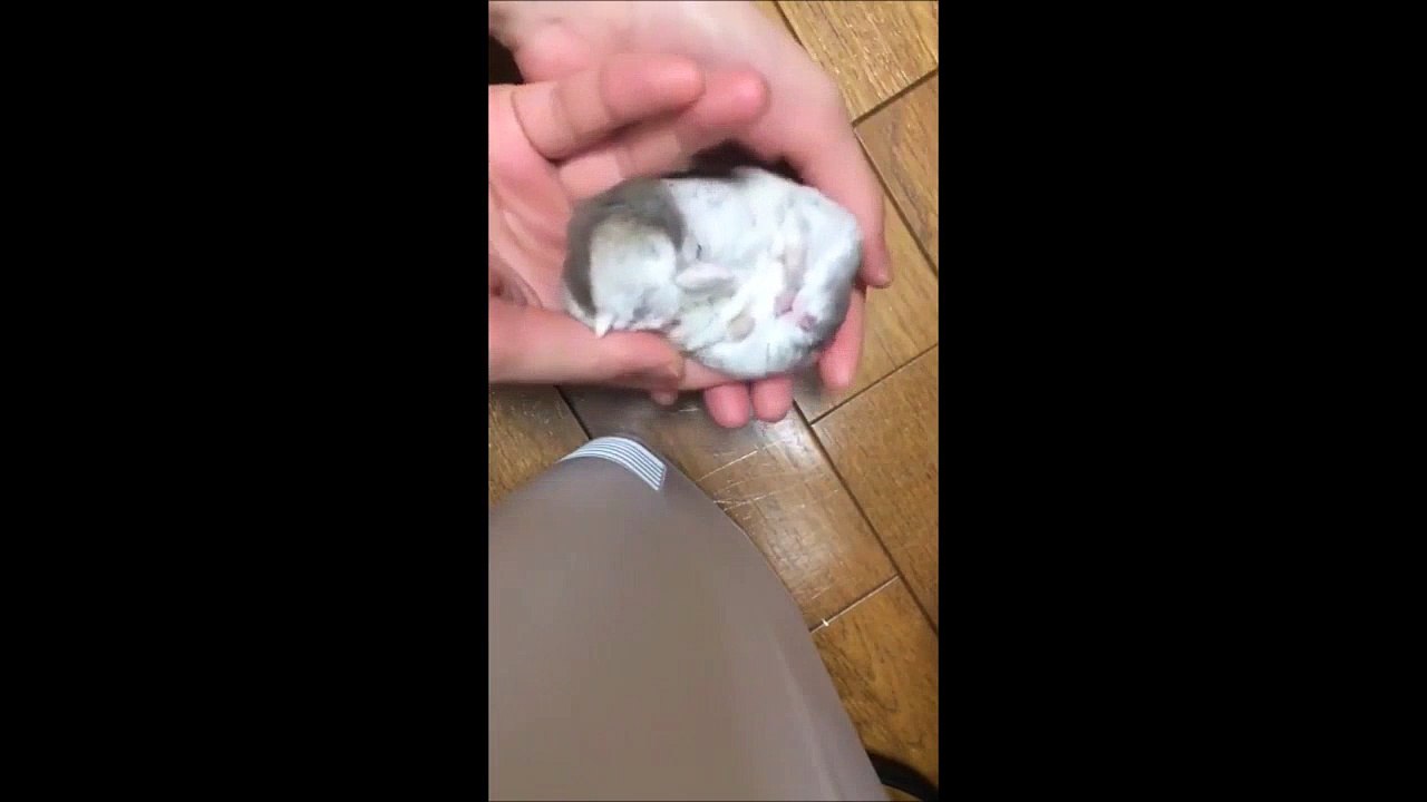 Funny Animals Part 1