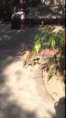 Funny animals-monkey funny